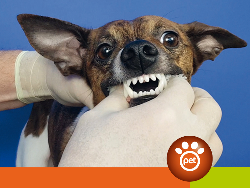 dogfather - prevenire parodontite cane